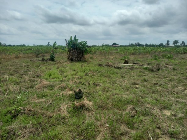 100ha songon1