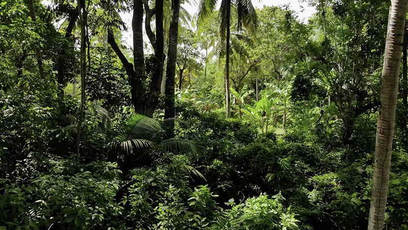 the-state-of-the-world's-forests-2020