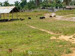 adoukro