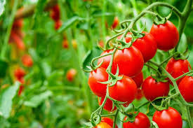 images (3)