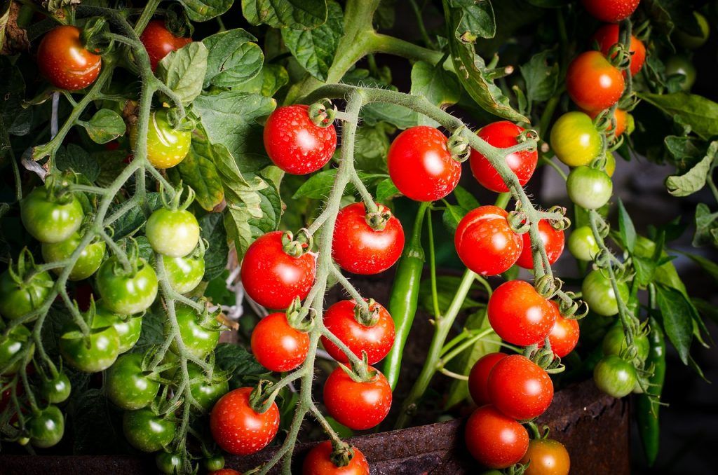 faire-pousser-des-tomates-1-1024x678