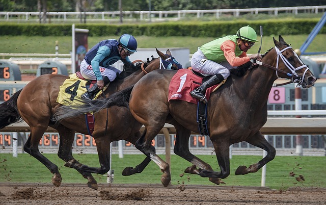 horse-3433862_640