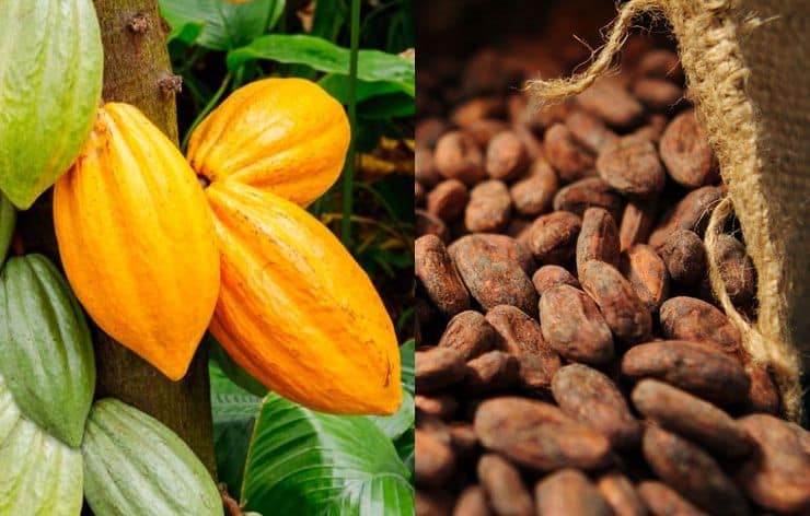 cacao-1