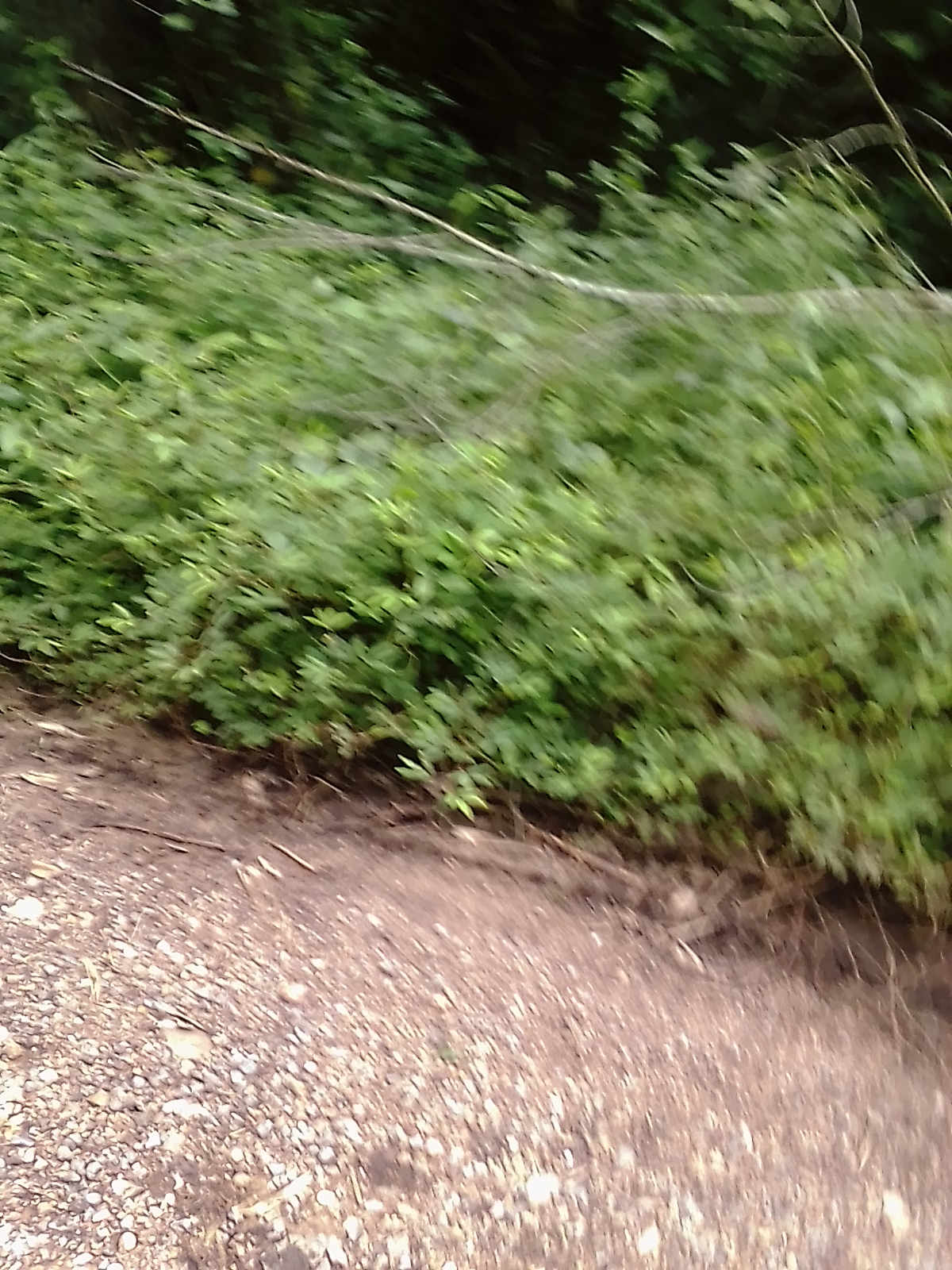 IMG_20200612_132827[1]