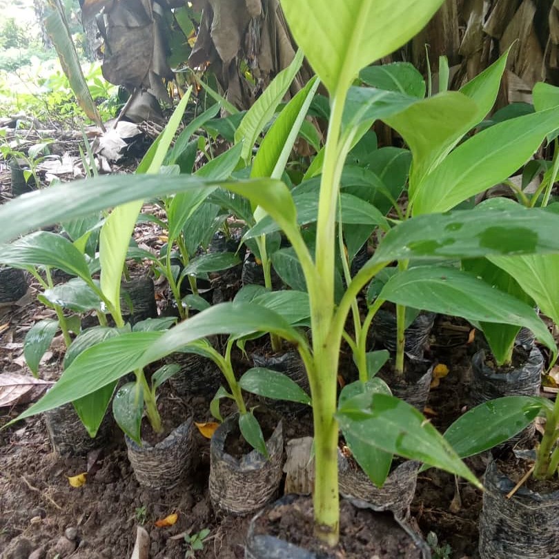 pepiniere de banane plantain