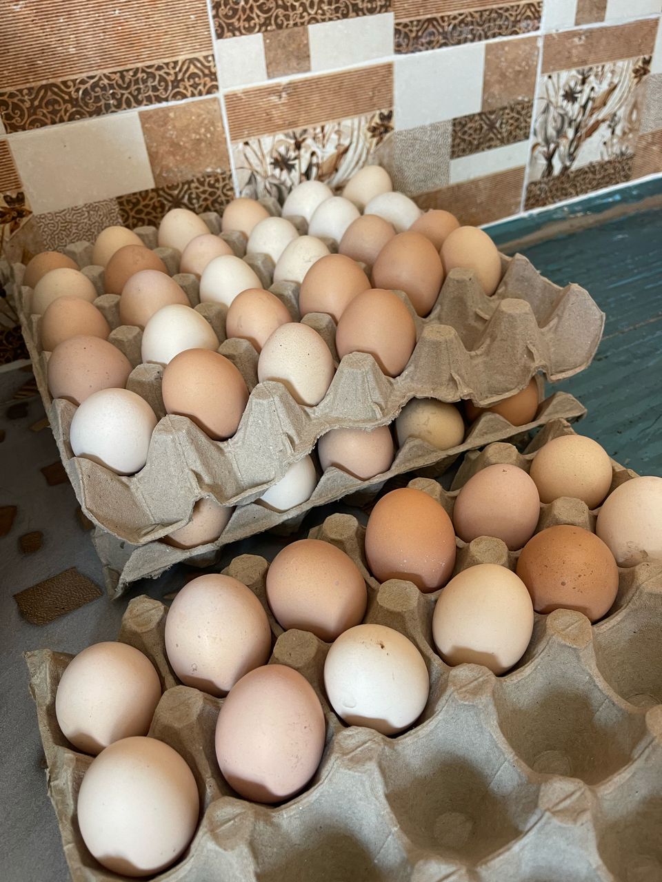 oeuf fécondé qualité