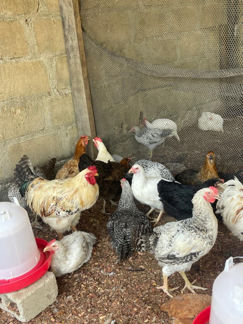 POULET 25-03-2025
