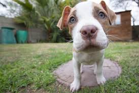 PIT